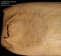 FMNH_94891_Himantura_schmardae_left_ventral_gill_view_IMG_3183